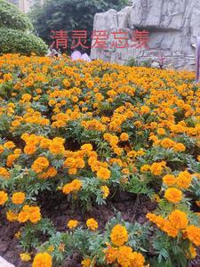 清灵爱忘羡温若寒是魏无羡的舅舅
